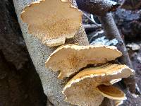 Trametes versicolor image