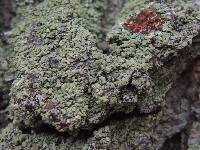 Hypocenomyce scalaris image