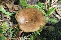 Boletinellus merulioides image