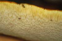 Polyporus squamosus image