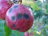 Media resource of Venturia inaequalis