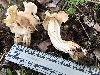 Helvella crispa image