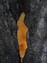 Phellinus gilvus image