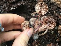 Mycena haematopus image