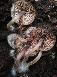 Mycena haematopus image
