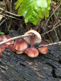 Mycena haematopus image