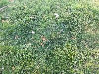 Marasmius oreades image