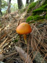 Amanita flavoconia image
