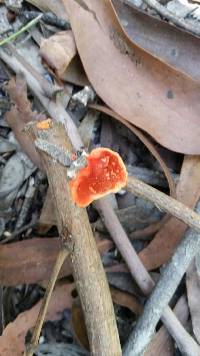 Pycnoporus coccineus image