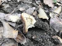 Helvella acetabulum image