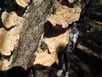 Trametes versicolor image