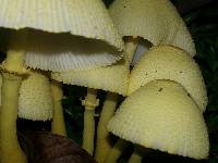 Leucocoprinus birnbaumii image