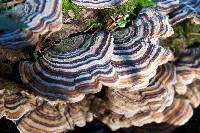 Trametes versicolor image