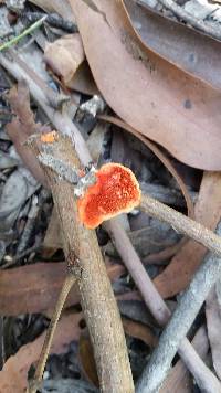 Pycnoporus coccineus image