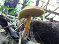 Boletus rubellus image