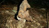 Helvella maculata image