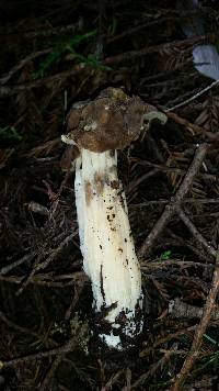 Helvella maculata image