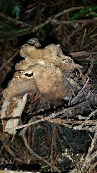 Helvella maculata image