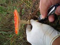 Amanita muscaria image