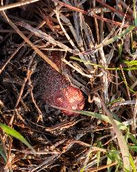 Russula emetica image