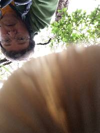 Clitocybe fragrans image