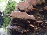 Fomitopsis cajanderi image