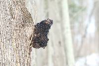Inonotus obliquus image
