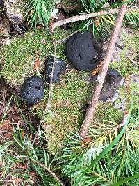 Annulohypoxylon thouarsianum image