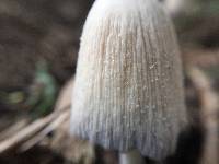 Coprinellus micaceus image