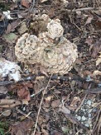 Thumbnail image of current specimen