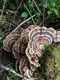Trametes versicolor image