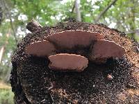 Fomitopsis cajanderi image