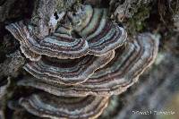 Media resource of Trametes ochracea