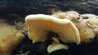 Phyllotopsis nidulans image