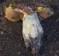 Suillellus amygdalinus image