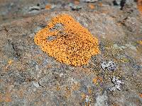 Xanthoria elegans image