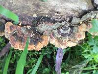 Trametes versicolor image