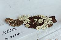 Media resource of Earliella scabrosa