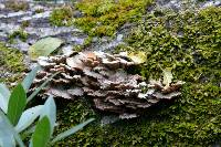 Schizophyllum commune image