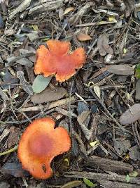 Leratiomyces ceres image