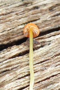 Mycena acicula image