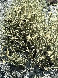 Niebla homalea image