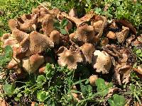 Coprinellus micaceus image