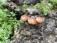Psilocybe coprophila image