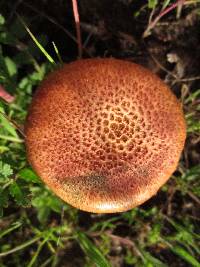 Thumbnail image of current specimen