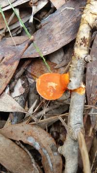 Pycnoporus coccineus image