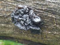 Exidia glandulosa image