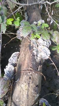 Trametes versicolor image