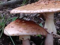 Amanita amerirubescens image