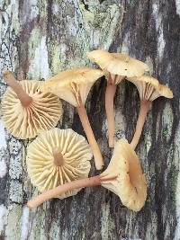 Lichenomphalia umbellifera image